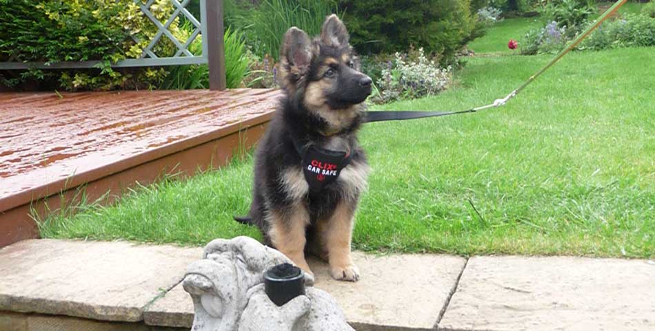 German Shepherd Puppy 'Kayla' at 11 weeks learning to sit